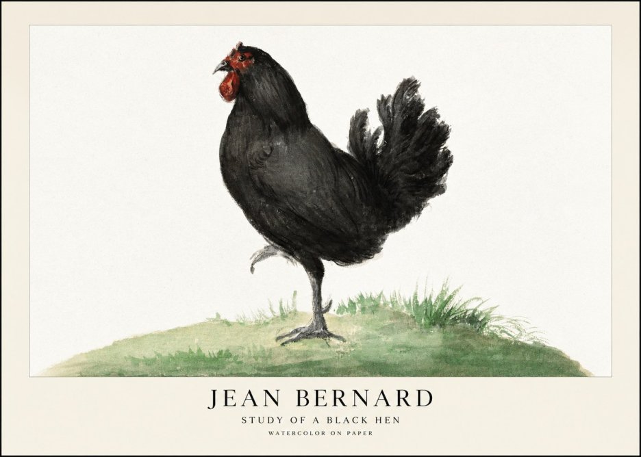 Jean Bernard Study of a Black Hen No1 - Plakat