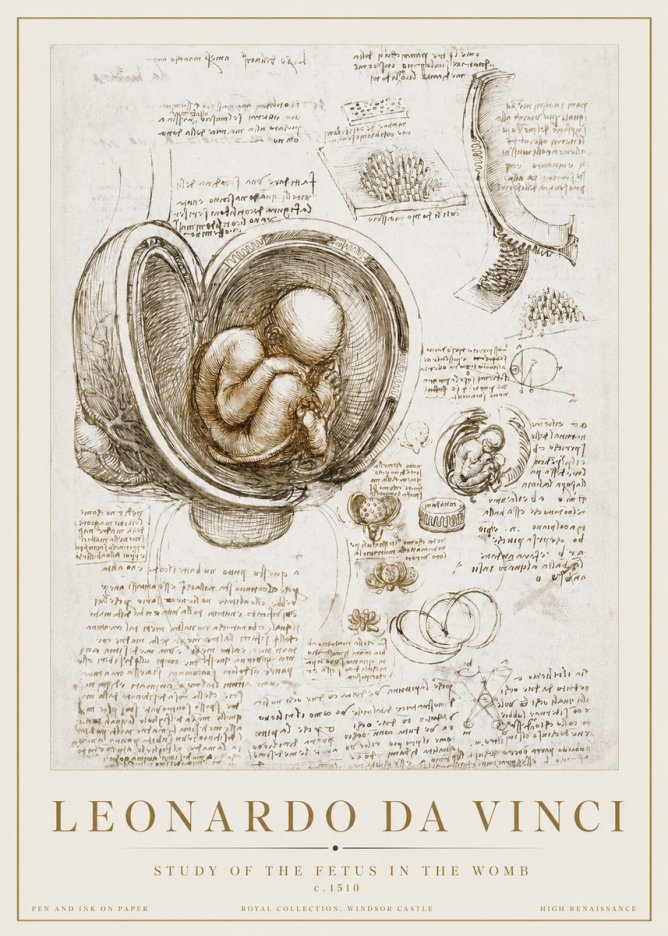 Leonardo da Vinci Studies of the Fetus in the Womb No3 - Plakat