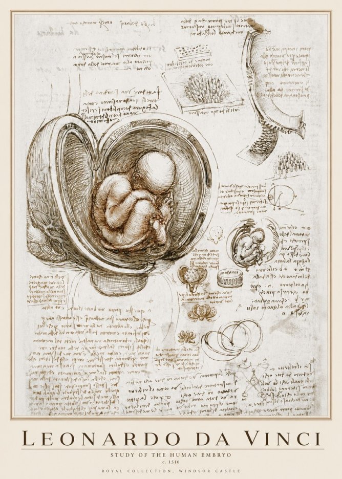 Leonardo da Vinci Studies of the Fetus in the Womb No4 - Plakat