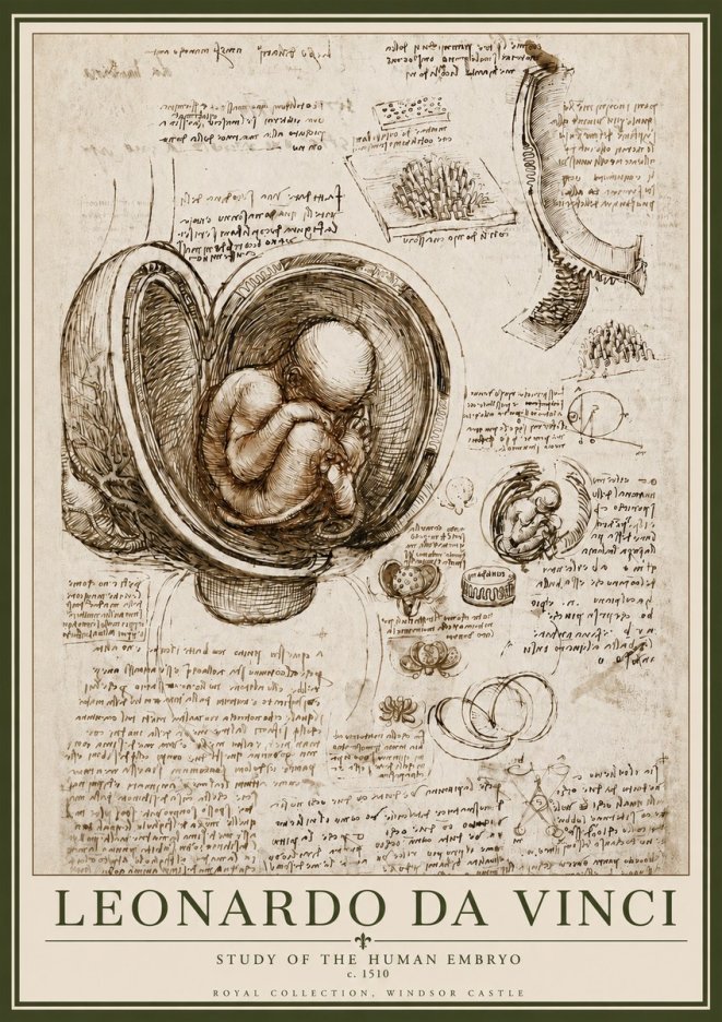 Leonardo da Vinci Studies of the Fetus in the Womb No6 - Plakat