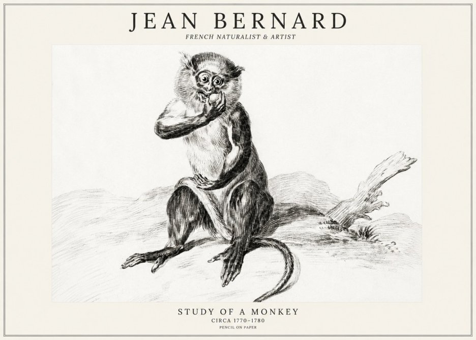 Jean Bernard Study of a Monkey No3 - Plakat