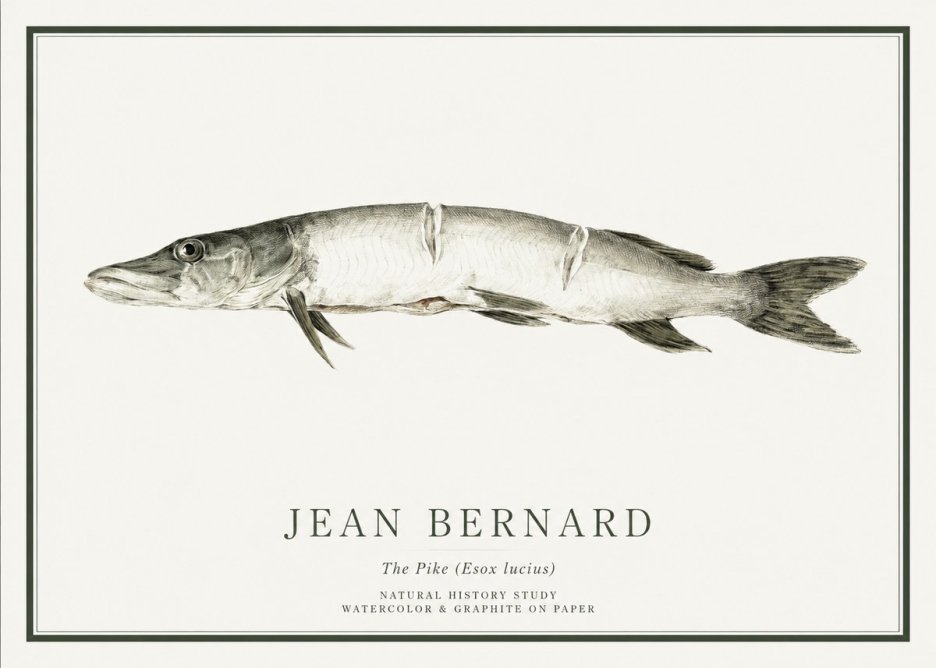 Jean Bernard Study of a Fish II No6 - Plakat