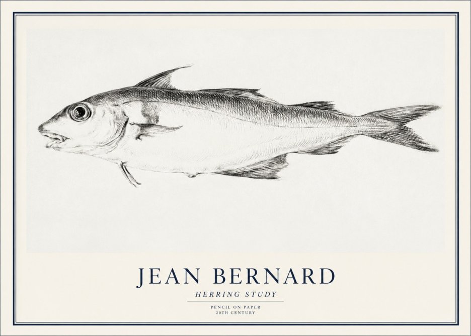 Jean Bernard Herring Study No1 - Plakat