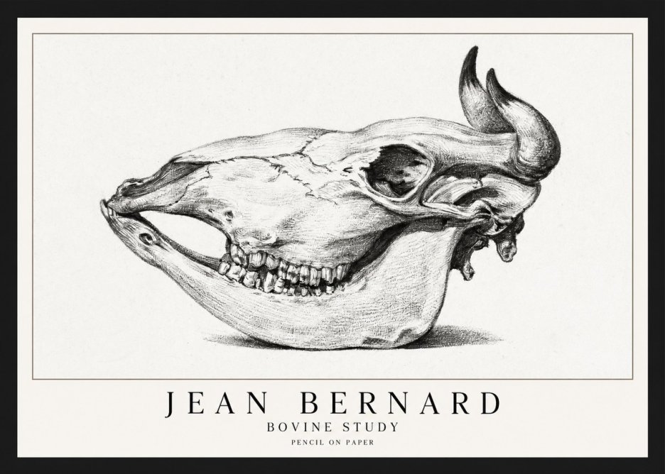 Jean Bernard Bovine Skull Study No2 - Plakat