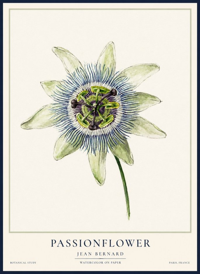 Jean Bernard Passionflower No2 - Plakat