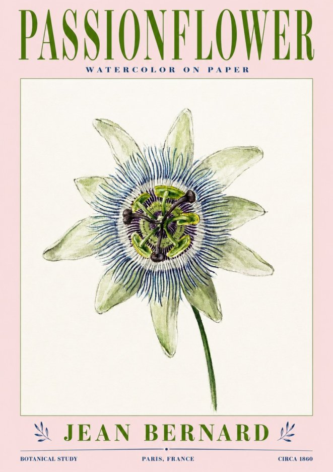 Jean Bernard Passionflower No3 - Plakat