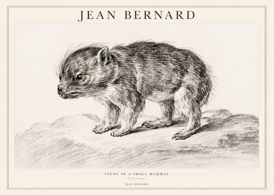 Jean Bernard Study of a Small Mammal No1 - Plakat