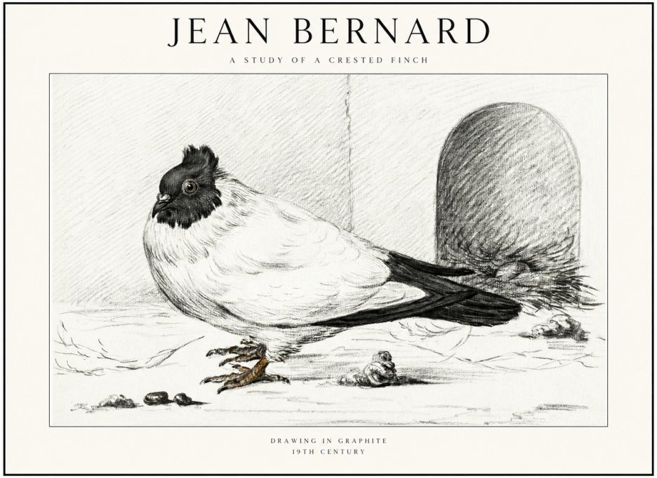 Jean Bernard A Study of a Crested Finch No1 - Plakat