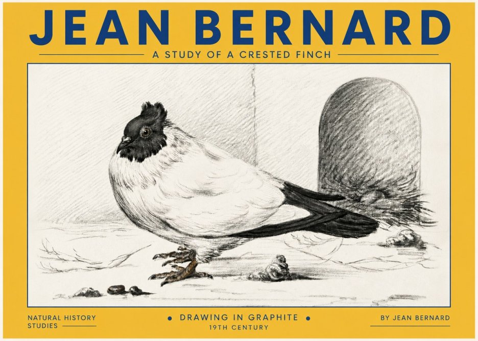 Jean Bernard A Study of a Crested Finch No4 - Plakat