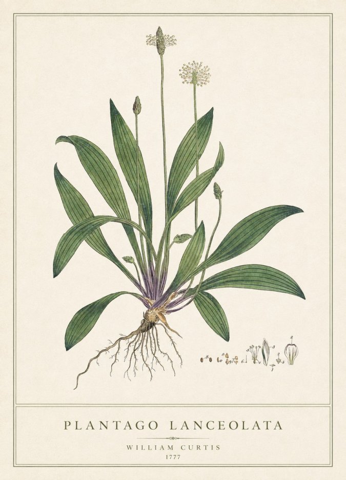 William Curtis Plantago Lanceolata III No1 - Plakat