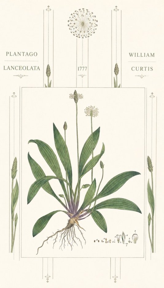 William Curtis Plantago Lanceolata III No6 - Plakat