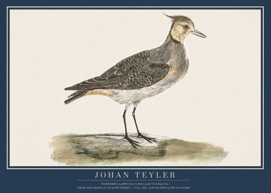 Johan Teyler Northern Lapwing (Vanellus Vanellus) No2 - Plakat