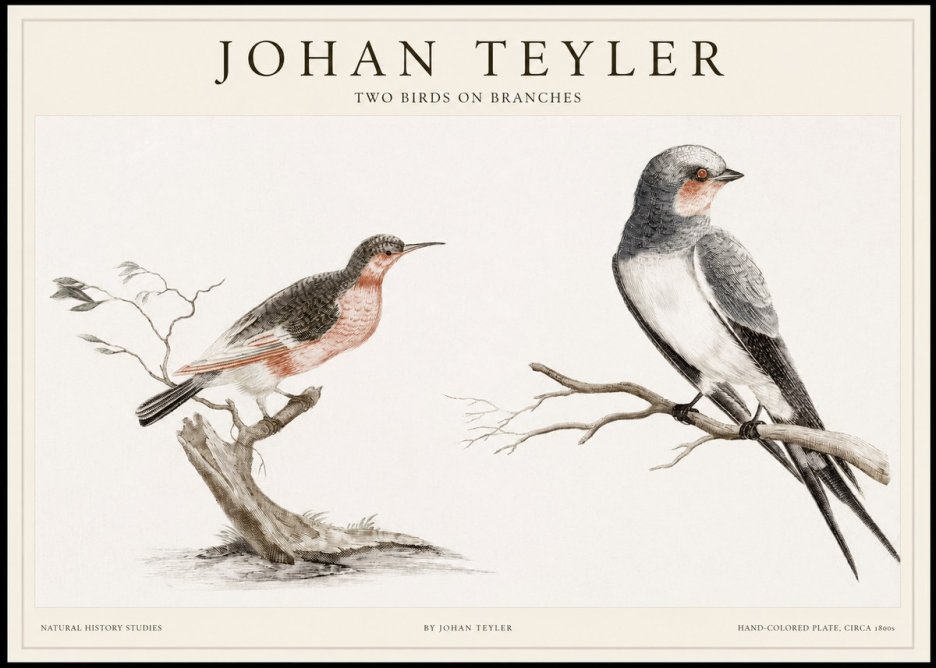 Johan Teyler Two Birds on Branches No1 - Plakat