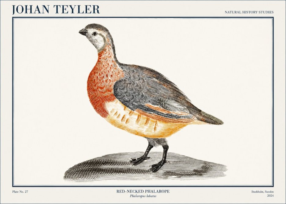 Johan Teyler Red-necked Phalarope No1 - Plakat