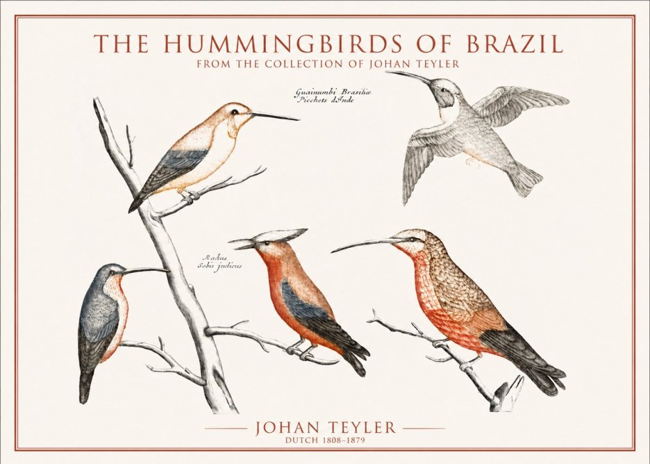 Johan Teyler The Hummingbirds of Brazil from the Collection of Johan Teyler No1 - Plakat