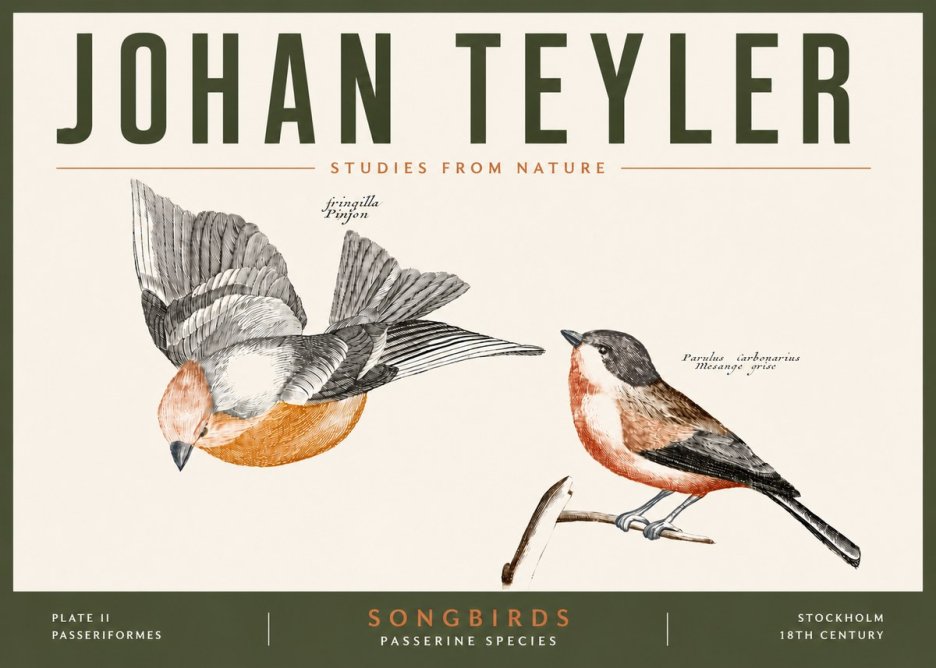 Johan Teyler Songbirds - Plate Ii No5 - Plakat