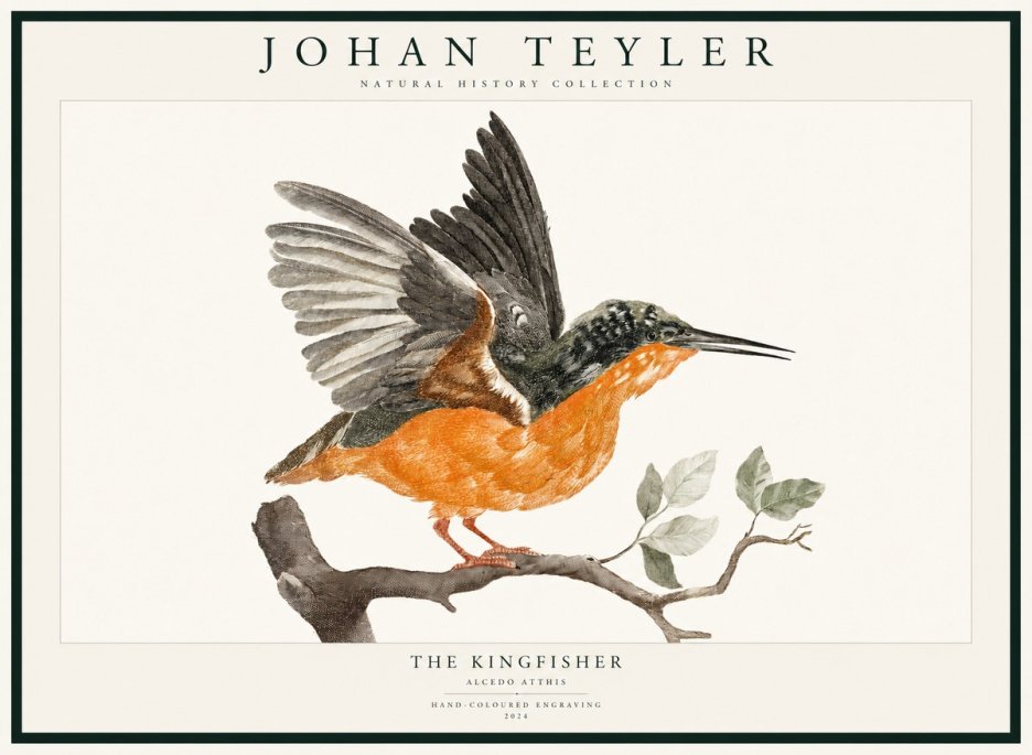 Johan Teyler Kingfisher No3 - Plakat