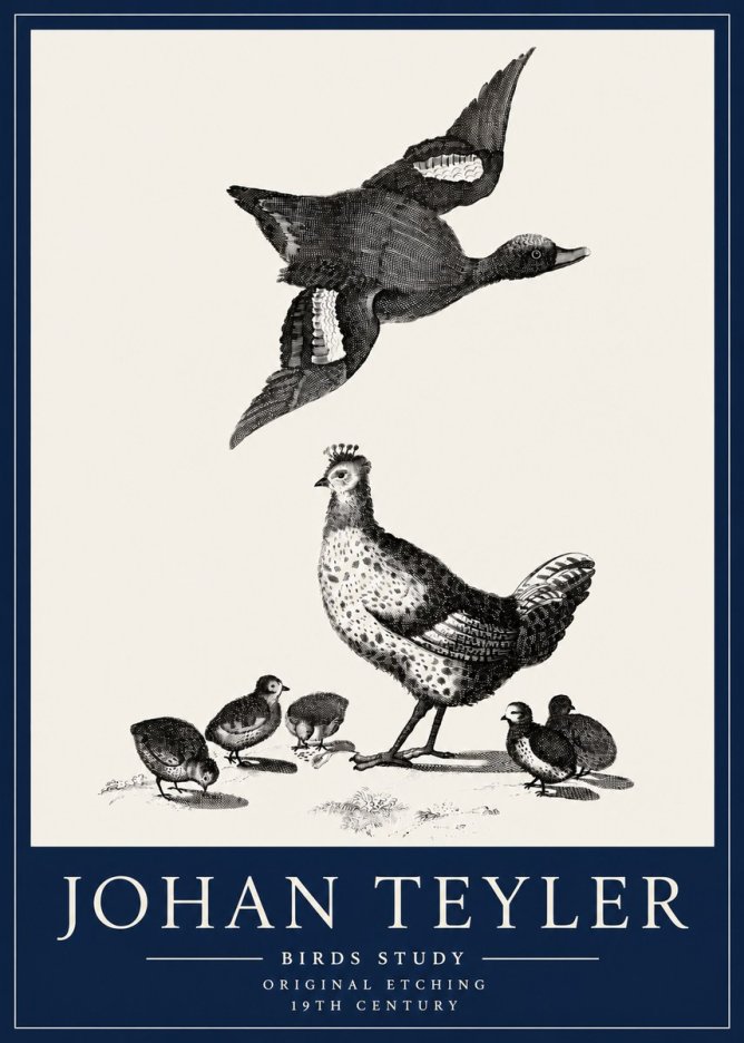 Johan Teyler Birds Study No3 - Plakat