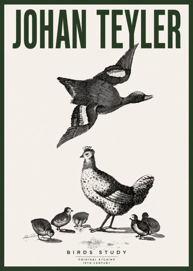 Johan Teyler Birds Study No4 - Plakat