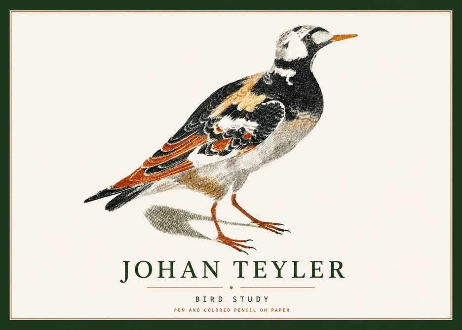 Johan Teyler Bird Study IV No4 - Plakat