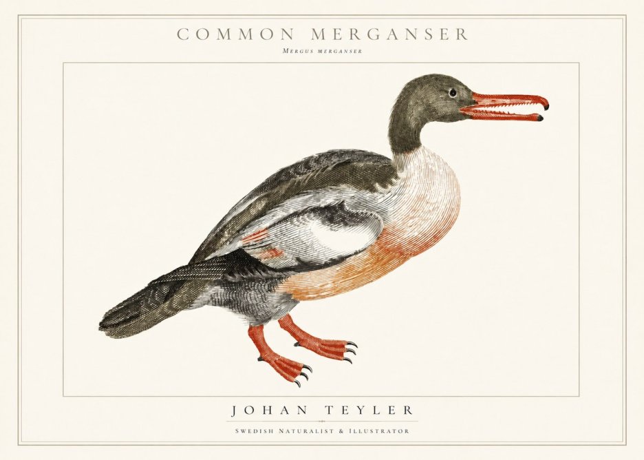 Johan Teyler Common Merganser No1 - Plakat