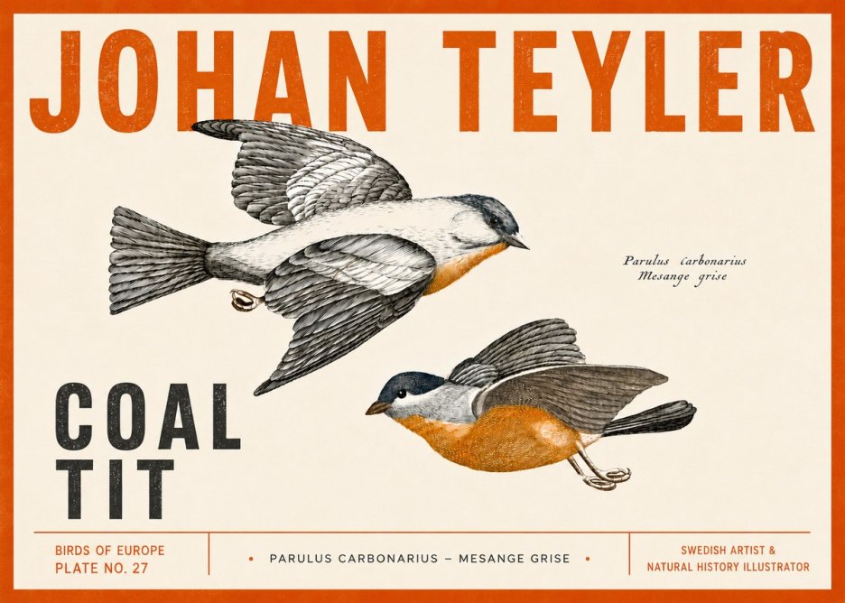 Johan Teyler Coal Tit No5 - Plakat