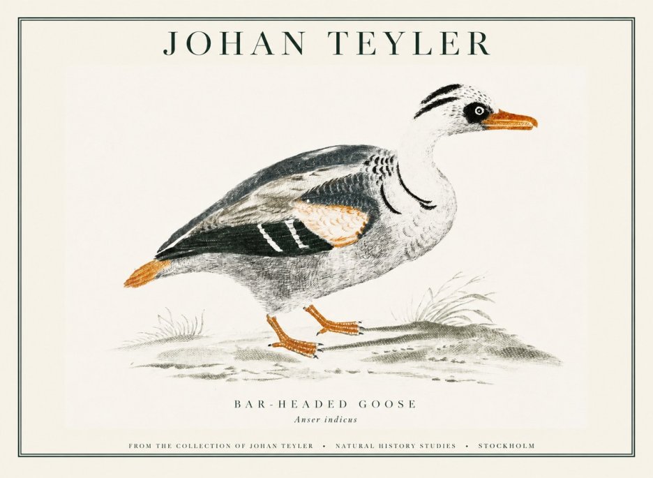 Johan Teyler Bar-headed Goose No1 - Plakat