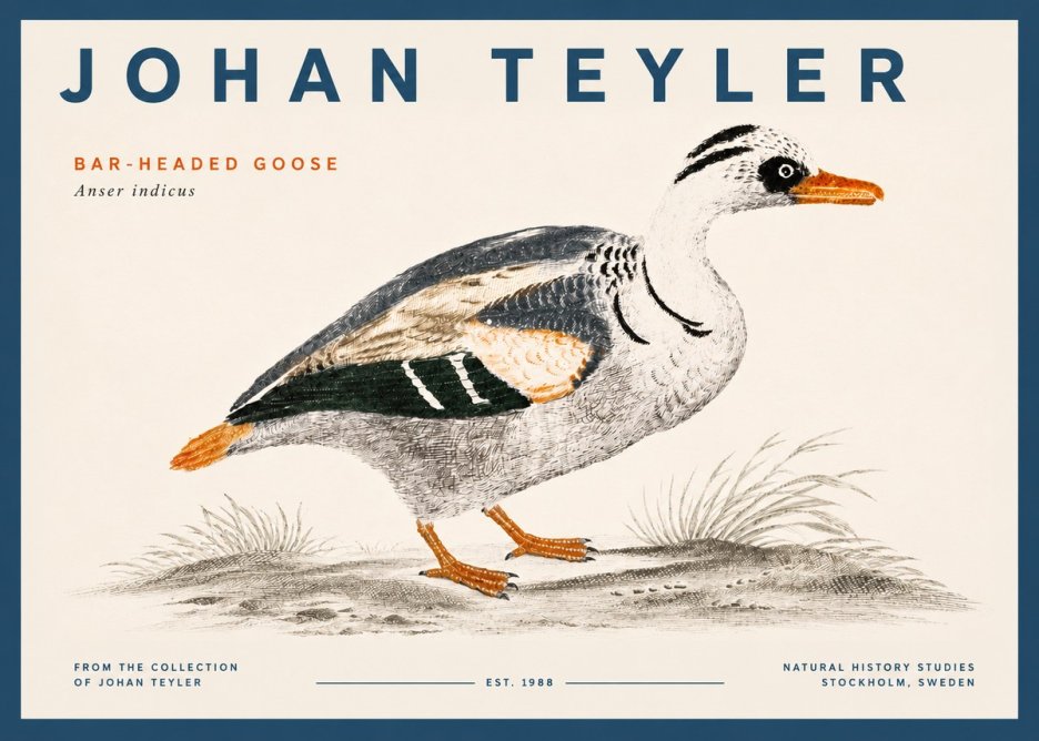 Johan Teyler Bar-headed Goose No5 - Plakat