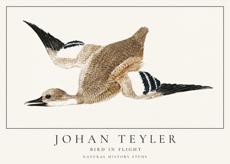 Johan Teyler Bird in Flight II No1 - Plakat