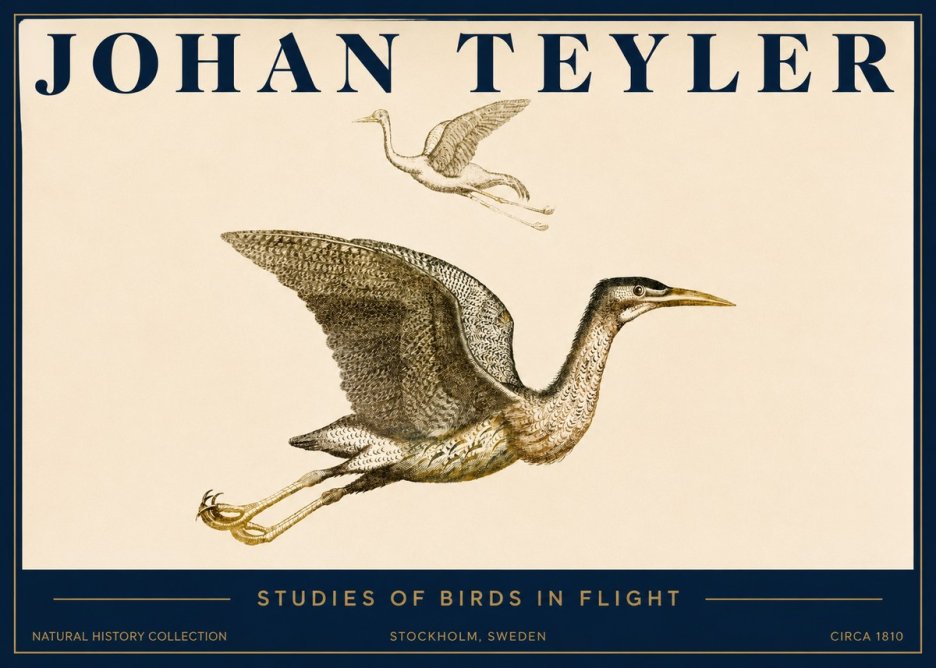 Johan Teyler Studies of Birds in Flight No3 - Plakat