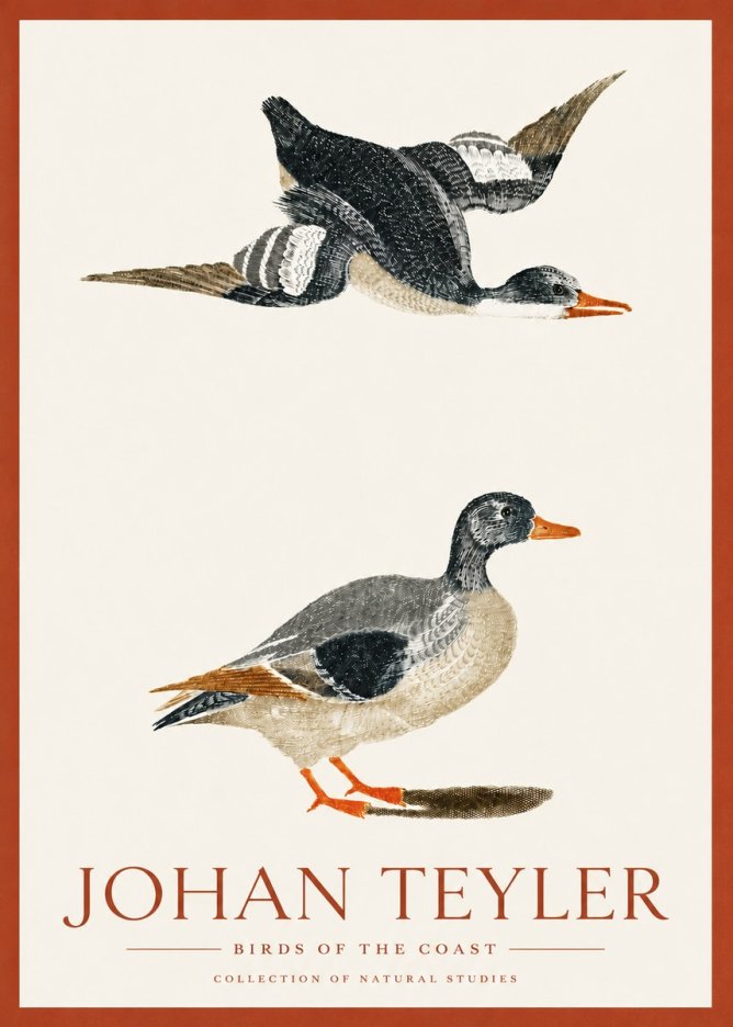Johan Teyler Birds of the Coast No3 - Plakat