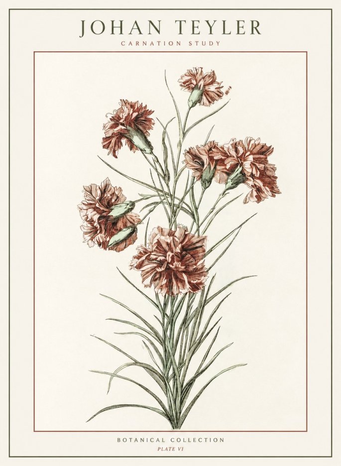 Johan Teyler Carnation Study No1 - Plakat