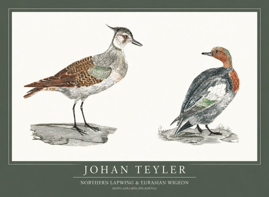 Johan Teyler Northern Lapwing & Eurasian Wigeon No1 - Plakat