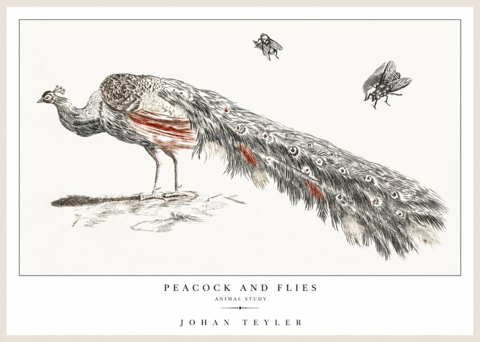 Johan Teyler Peacock and Flies - Animal Study No1 - Plakat