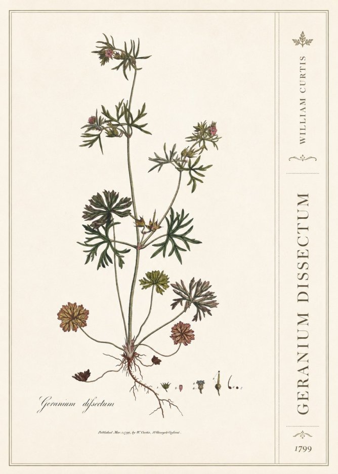 William Curtis Geranium Dissectum I No2 - Plakat