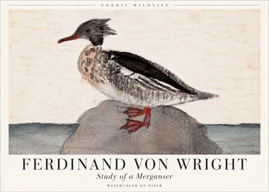 Ferdinand von Wright Study of a Merganser No6 - Plakat