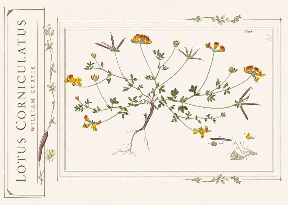 William Curtis Lotus Corniculatus I No2 - Plakat