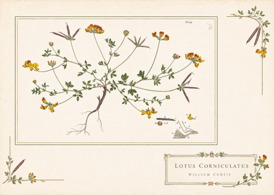 William Curtis Lotus Corniculatus I No4 - Plakat