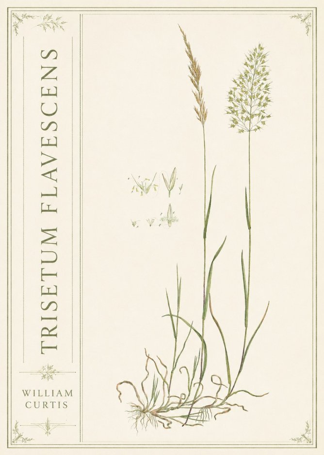 William Curtis Trisetum Flavescens II No2 - Plakat