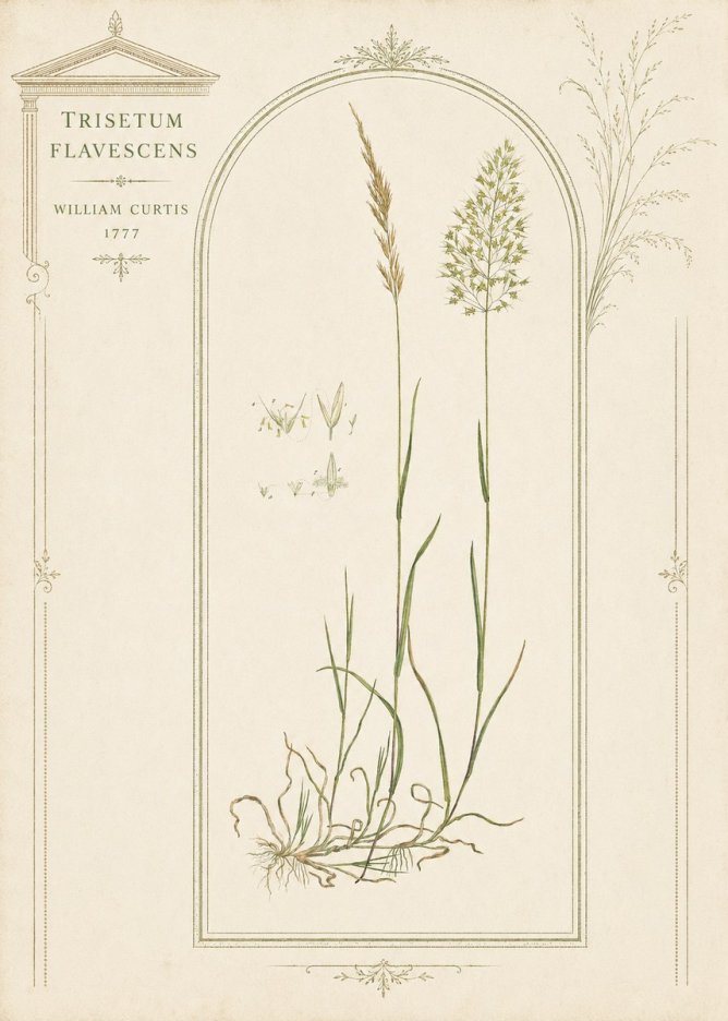 William Curtis Trisetum Flavescens II No3 - Plakat