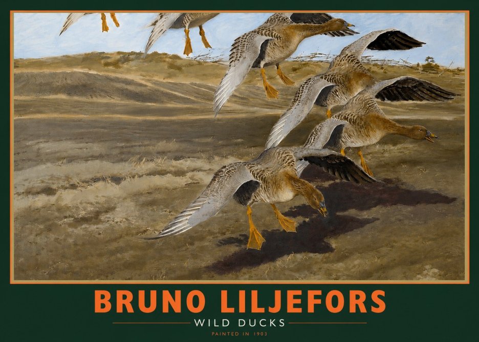 Bruno Liljefors Wild Ducks I No2 - Plakat
