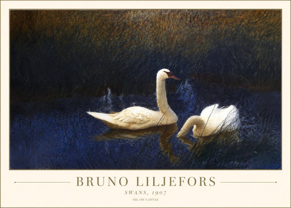 Bruno Liljefors Swans, 1907 No1 - Plakat