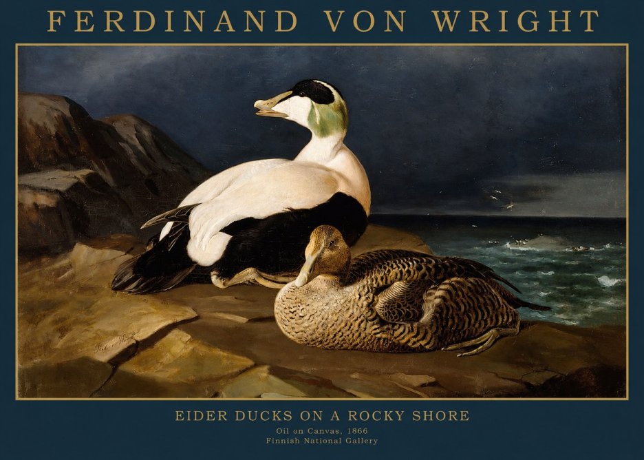 Ferdinand von Wright Eiders on a Rocky Shore No2 - Plakat