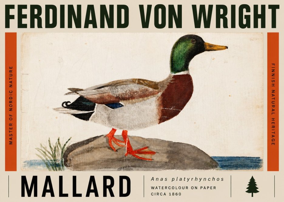 Ferdinand von Wright Mallard (Anas Platyrhynchos) No5 - Plakat