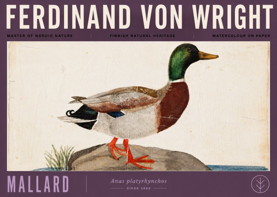Ferdinand von Wright Mallard (Anas Platyrhynchos) No6 - Plakat
