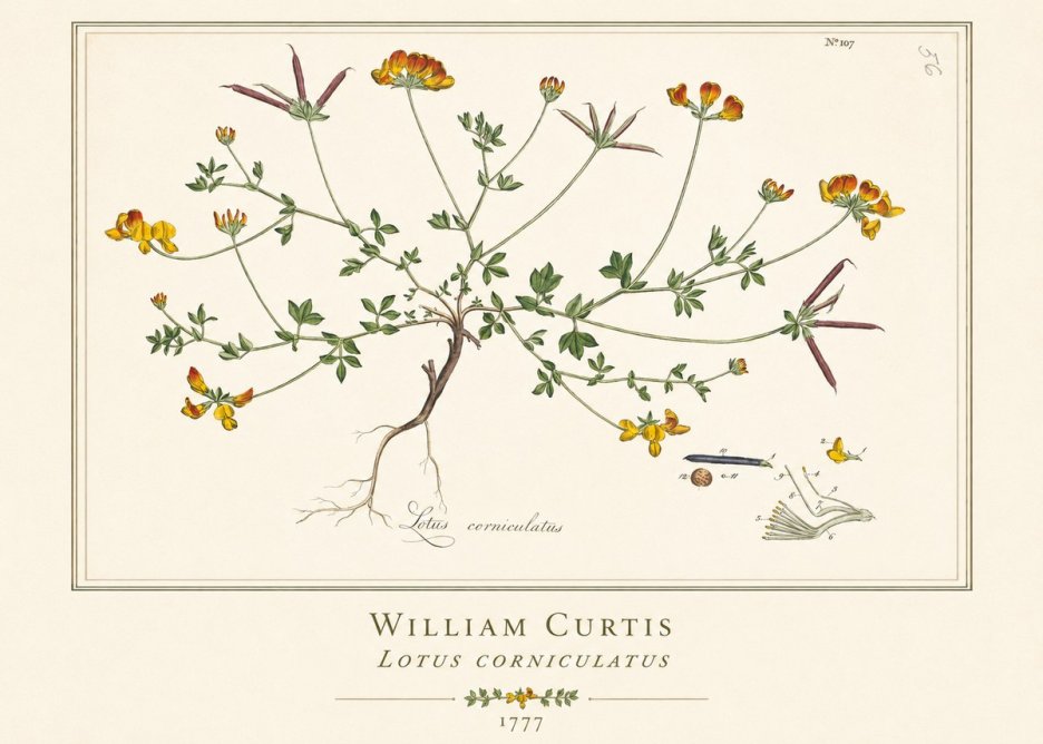 William Curtis Lotus Corniculatus II No1 - Plakat