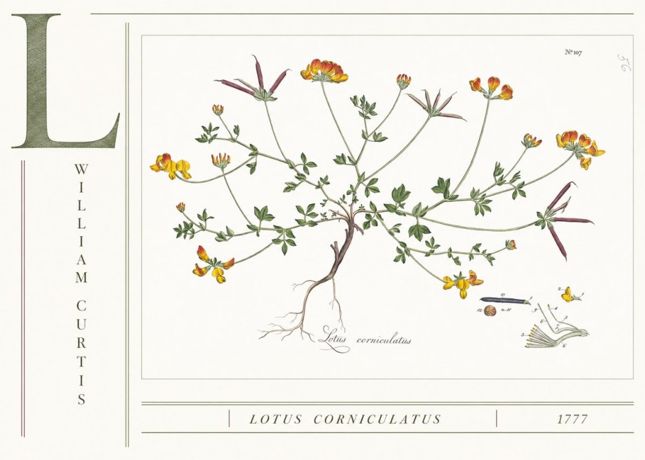 William Curtis Lotus Corniculatus II No4 - Plakat