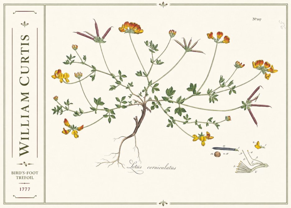 William Curtis Bird's-foot Trefoil No2 - Plakat