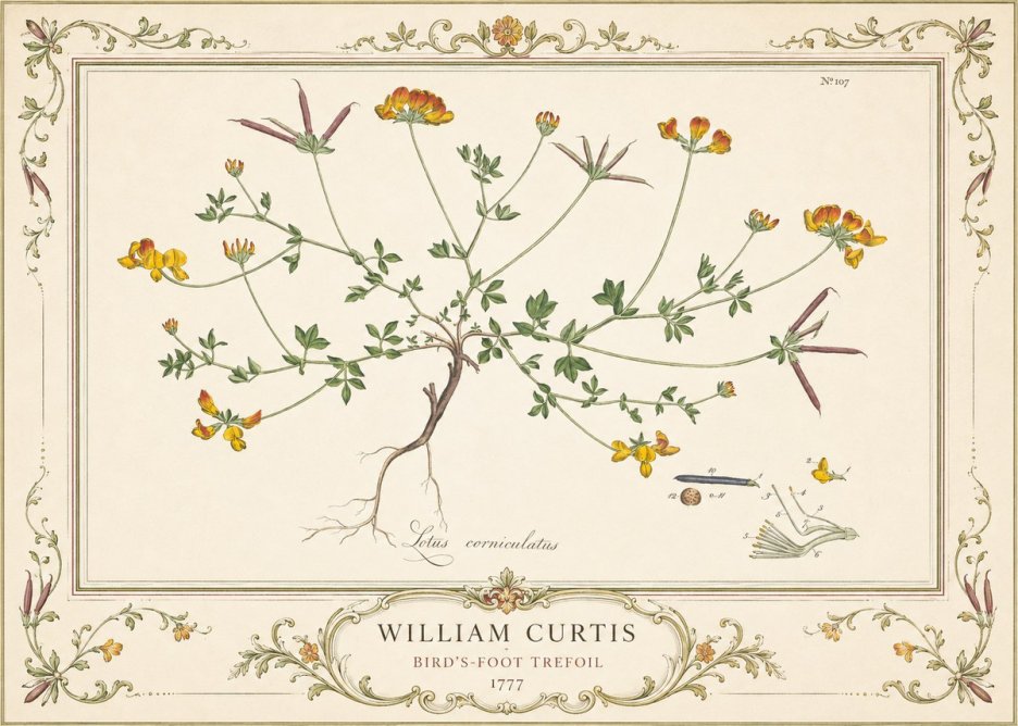William Curtis Bird's-foot Trefoil No4 - Plakat