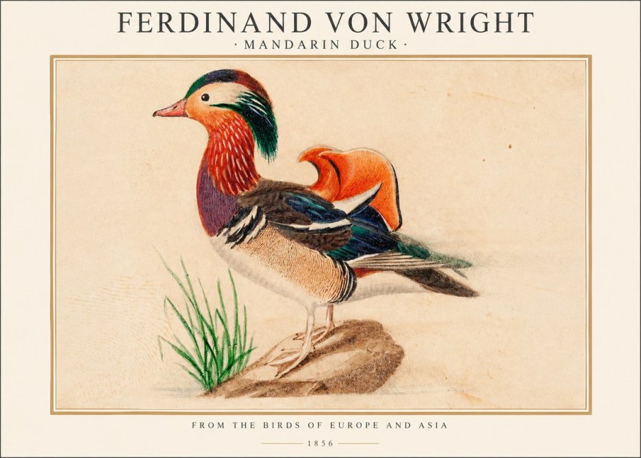 Ferdinand von Wright Mandarin Duck No1 - Plakat